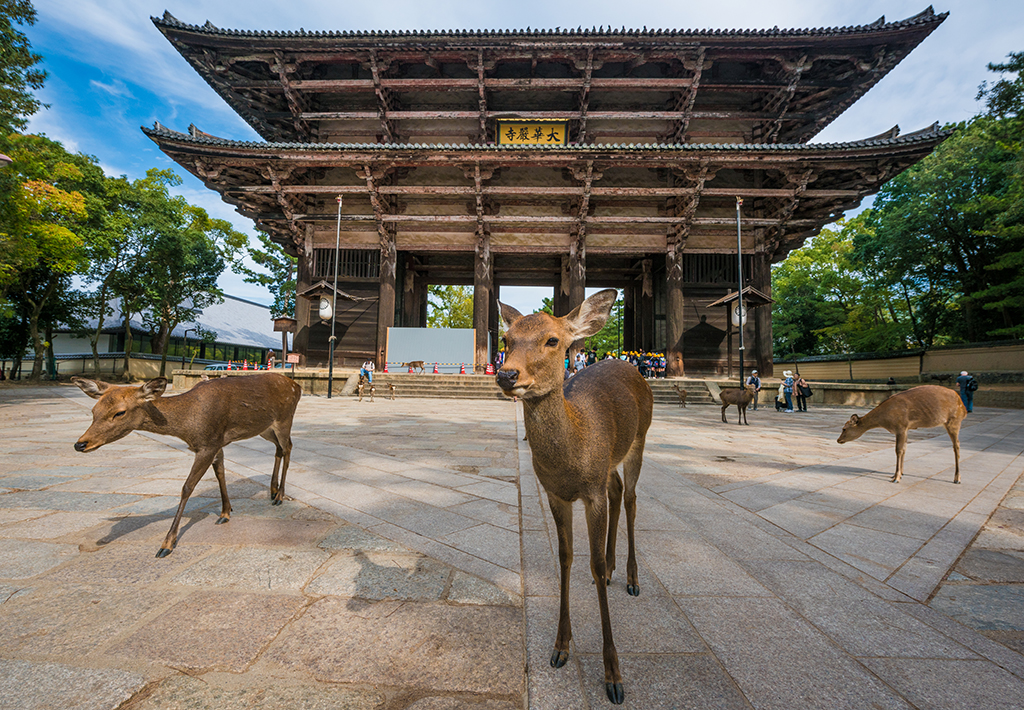 The Deer of Nara